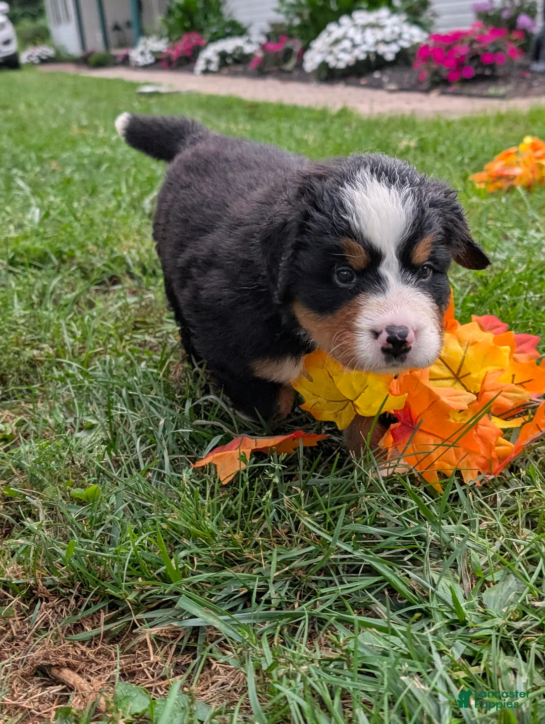Bernese Mountain Dog dogs for sale: Dolly  - Ad 2