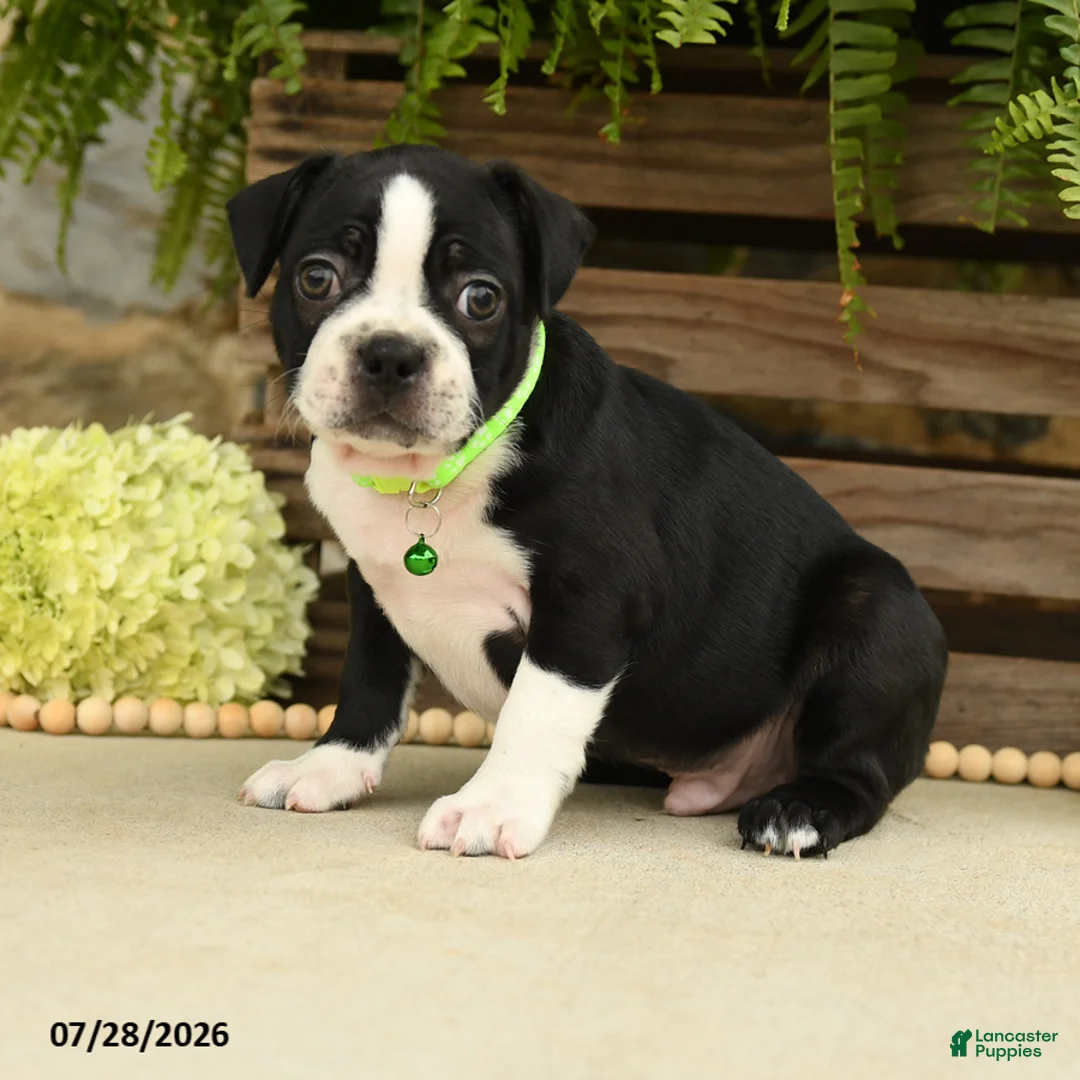 Boston Terrier dogs for sale: Tinker - Ad 2