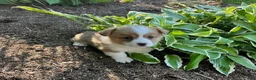Welsh Corgi Pembroke dogs for sale: Ollie - Ad 3