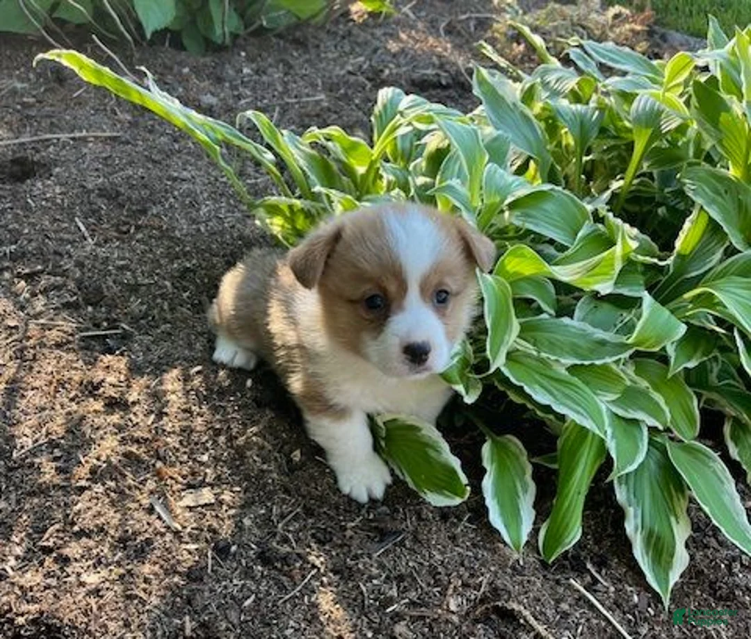 Welsh Corgi Pembroke dogs for sale: Ollie - Ad 3