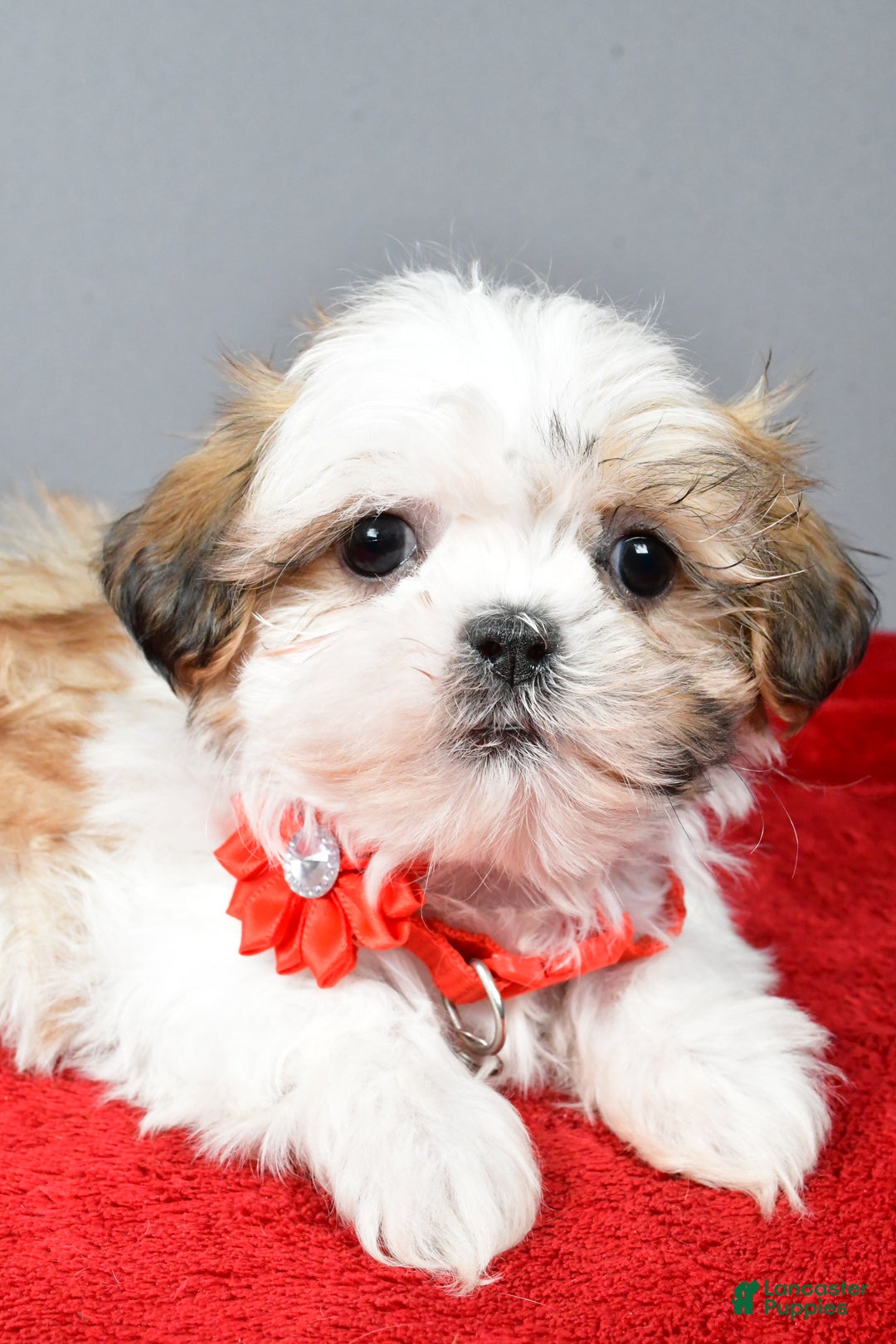 Shih Tzu dogs for sale: Chevel - Ad 4