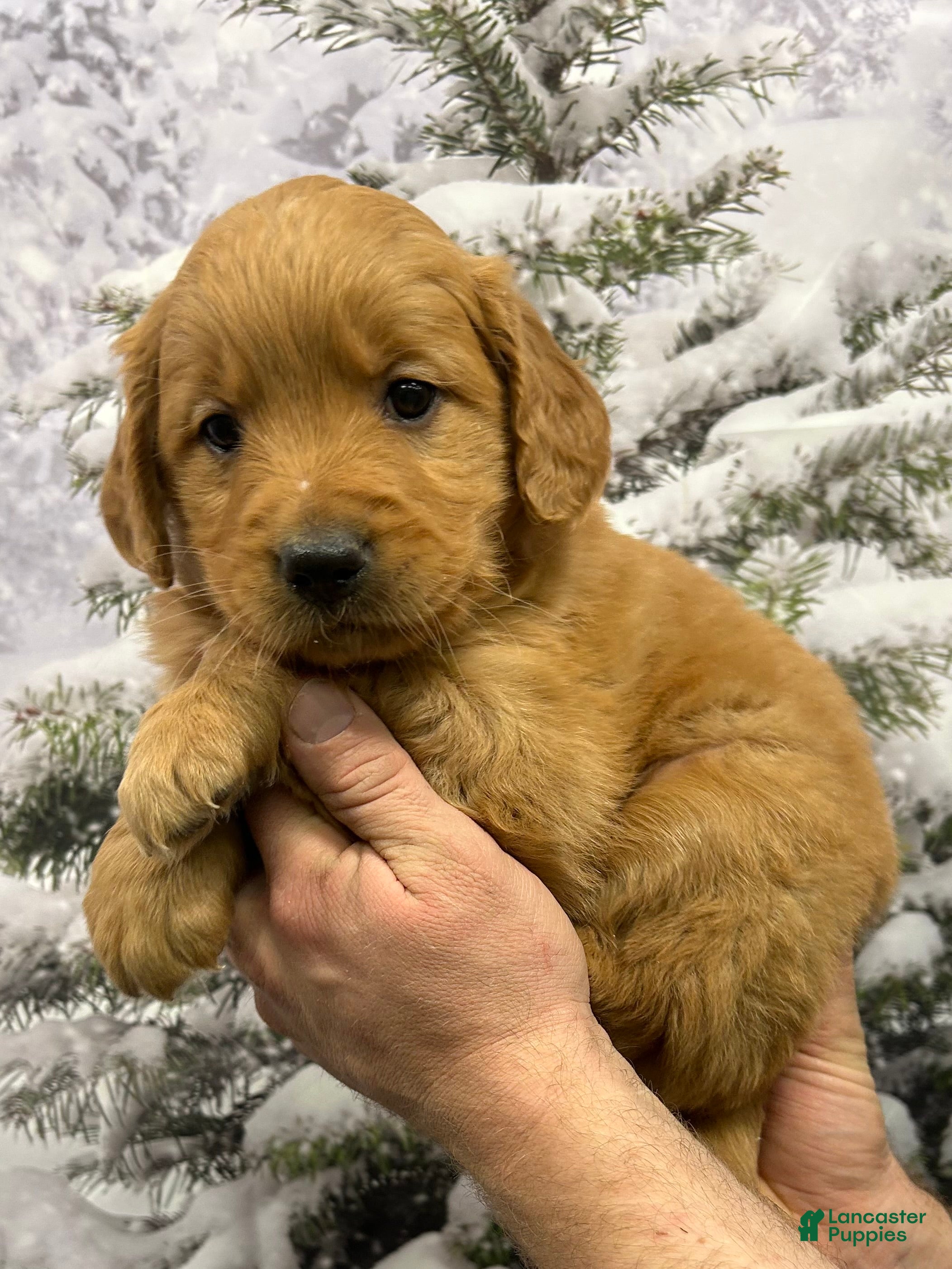 Golden Retriever dogs Oakley  - Ad 27