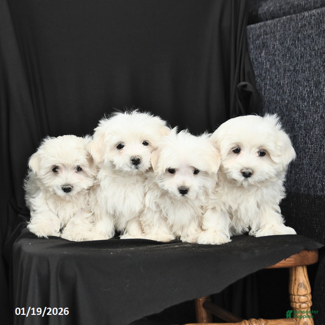 Morkie dogs for sale: Blake - Ad 3