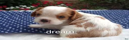 Cavapoo dogs for sale: Dewey  - Ad 3