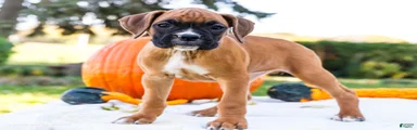 Nugget Boxer