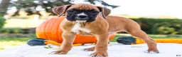 Boxer dogs for sale: Nugget Boxer - Ad 1
