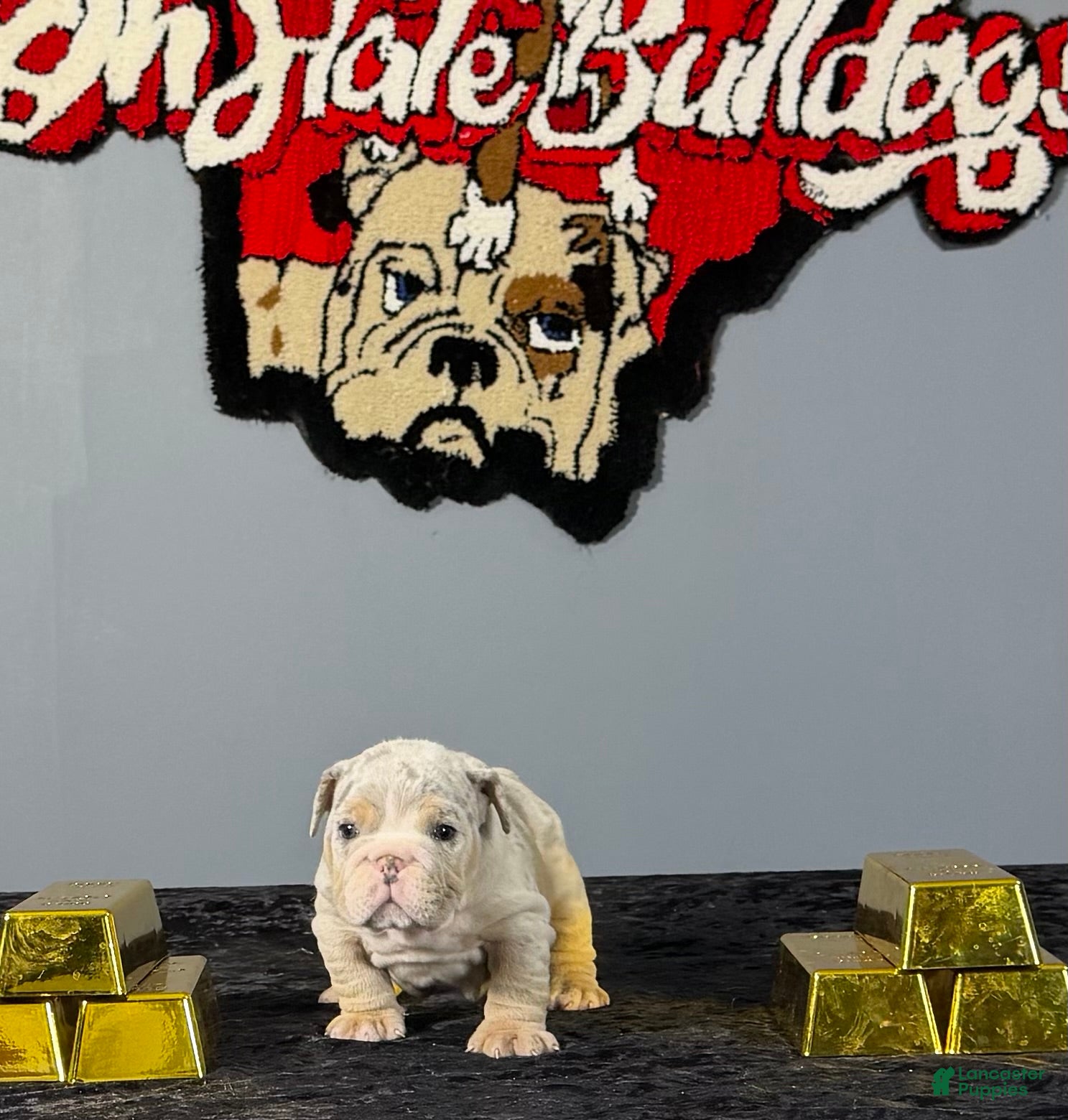 English Bulldog dogs English Bulldog 3 - Ad 1