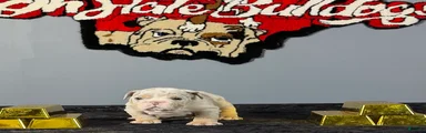 English Bulldog 3