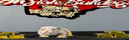 English Bulldog dogs for sale: English Bulldog 3 - Ad 1