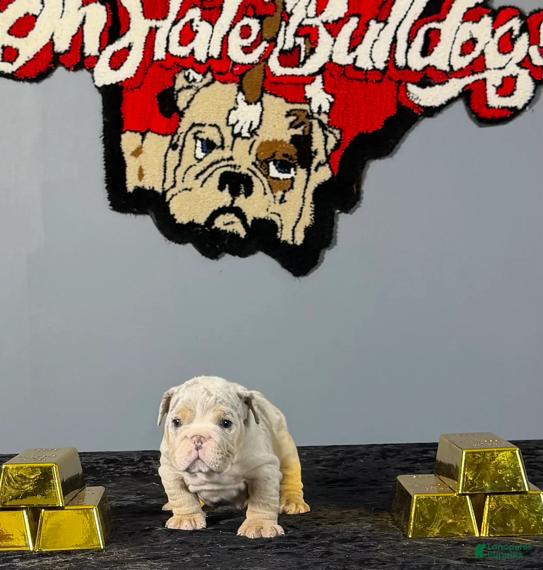English Bulldog dogs for sale: English Bulldog 3 - Ad 1