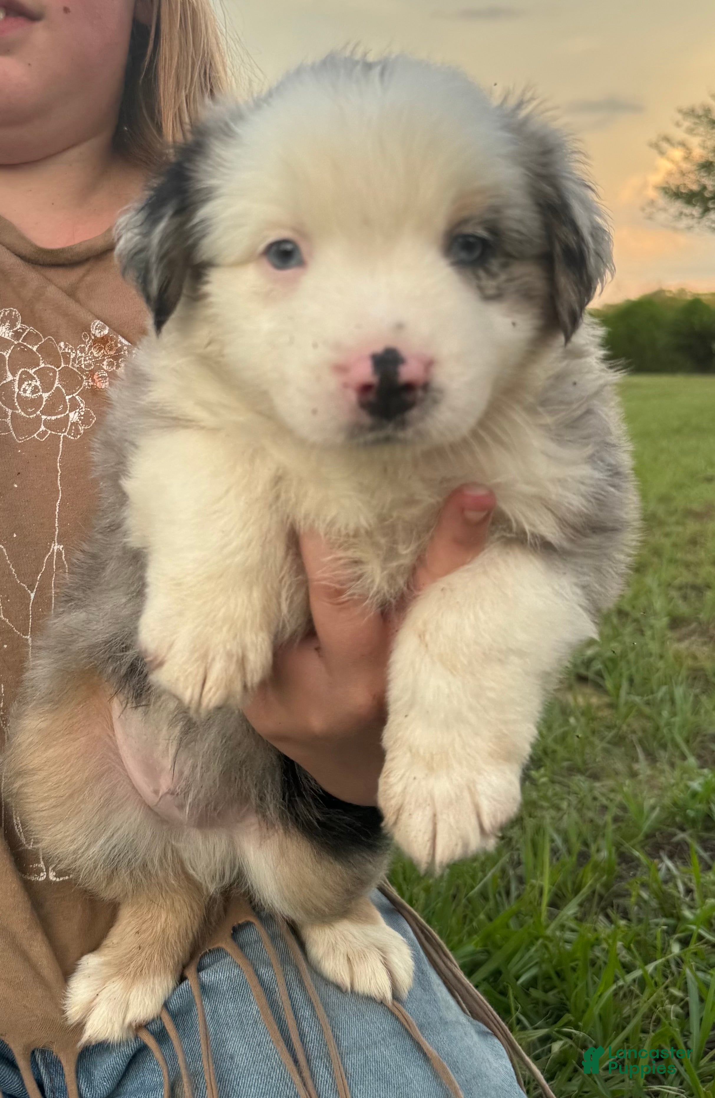 Miniature Australian Shepherd dogs Miniature Australian Shepherd 1 - Ad 2