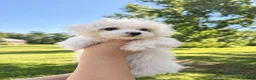 Maltese dogs for sale: Dolly - Ad 2