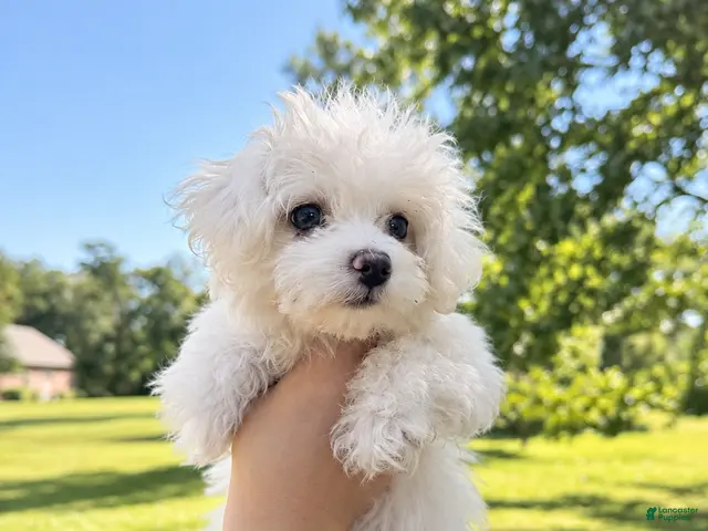 Maltese dogs Dolly - Ad 2