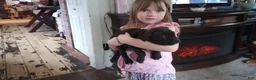 American Bully dogs for sale: Victoria Anthony - Ad 6