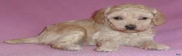 Miniature Poodle dogs for sale: Daisy - Ad 6
