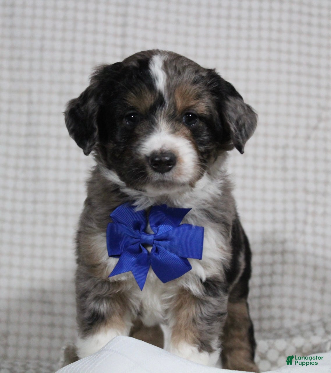 Mini Aussiedoodle dogs Cooper - Ad 17