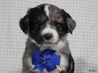 Mini Aussiedoodle dogs Cooper - Ad 2