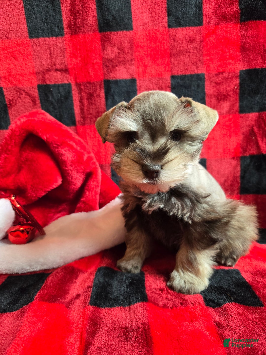 Miniature Schnauzer dogs for sale: Mary - Ad 4