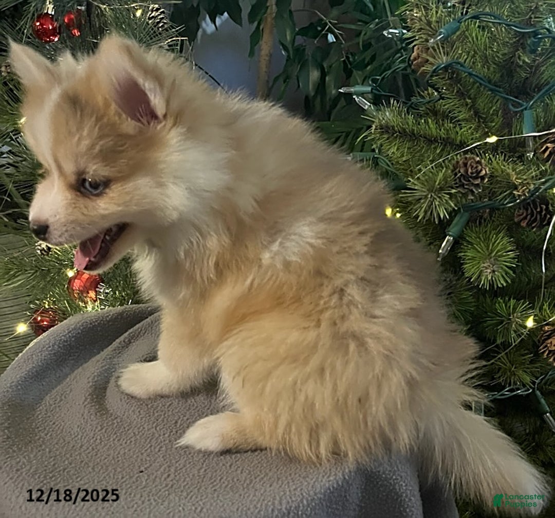 Pomsky dogs for sale: Holly - Ad 9