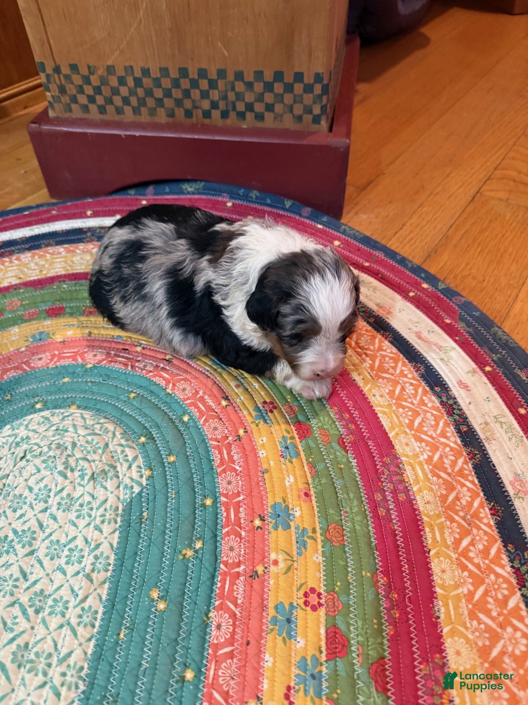 Mini Bernedoodle dogs for sale: Ollie - Ad 4