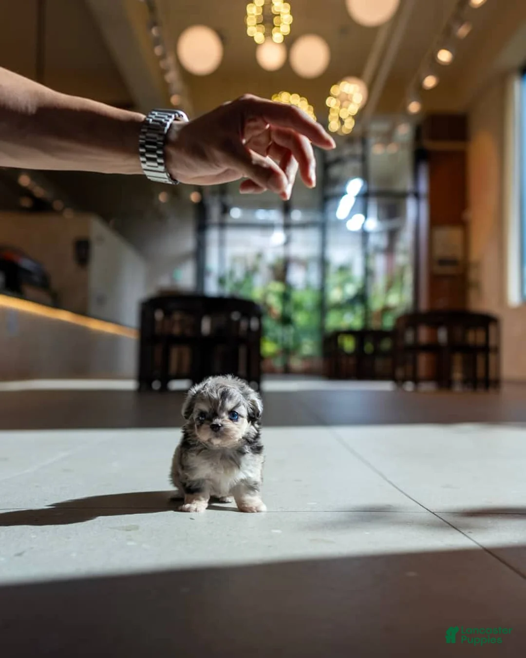 Maltipoo dogs for sale: Lyra - Ad 4