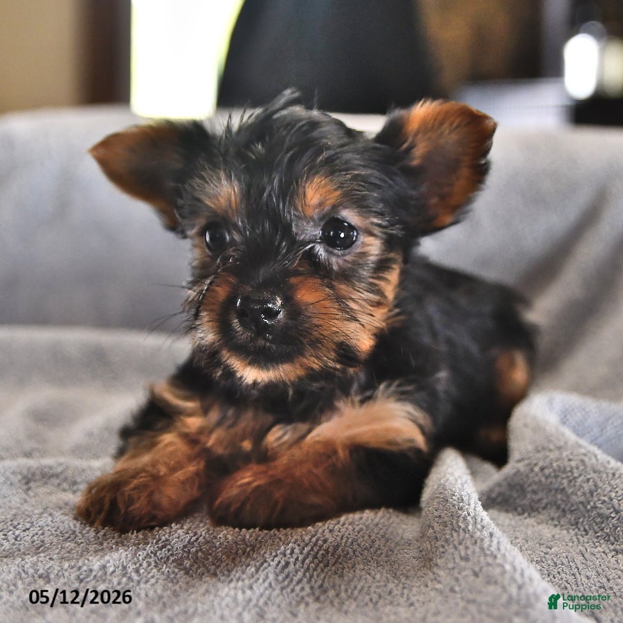 Yorkshire Terrier dogs Mo  - Ad 1