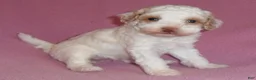 Miniature Poodle dogs for sale: Lola - Ad 3