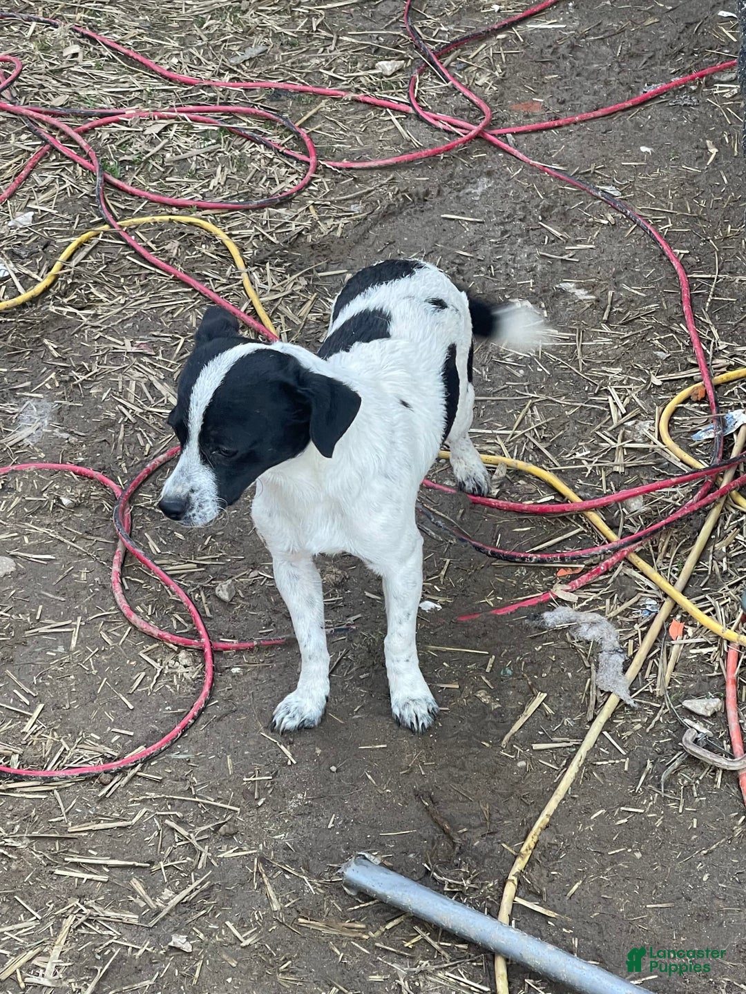 Gallery Image {{count}}