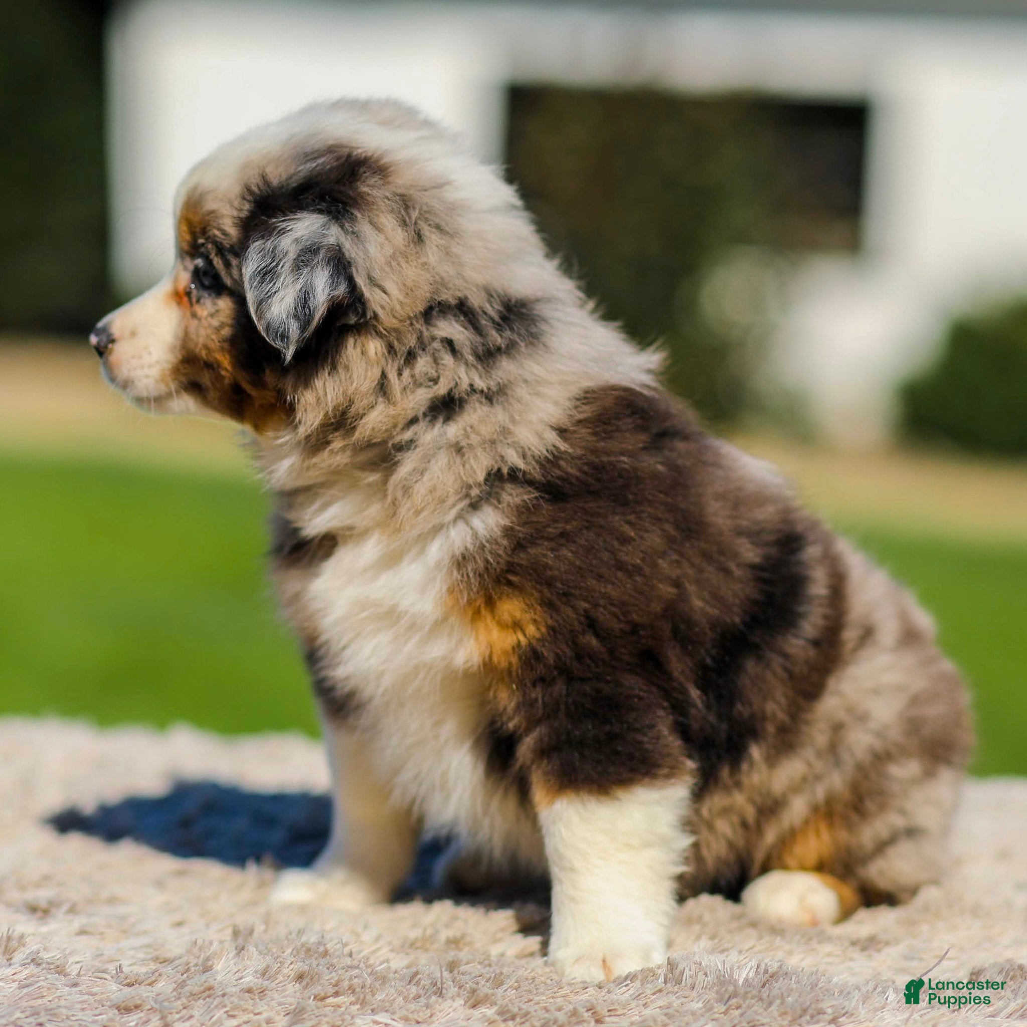 Miniature Australian Shepherd dogs Hazel - Ad 2