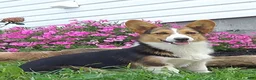 Welsh Corgi Pembroke dogs for sale: Taylor - Ad 4