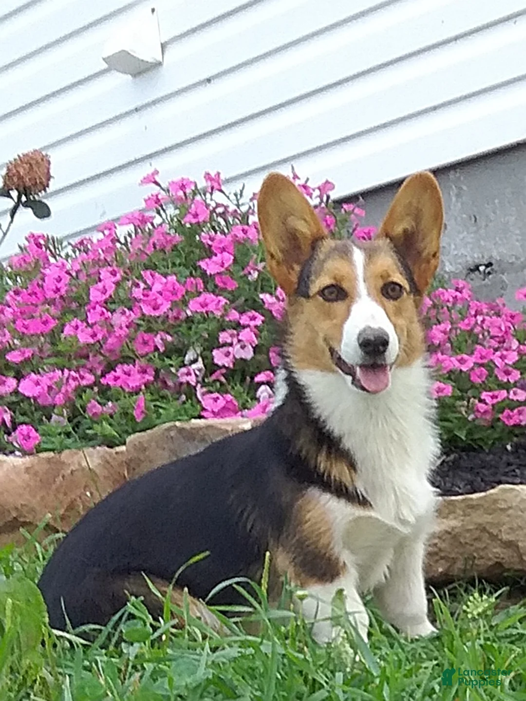 Welsh Corgi Pembroke dogs for sale: Taylor - Ad 4