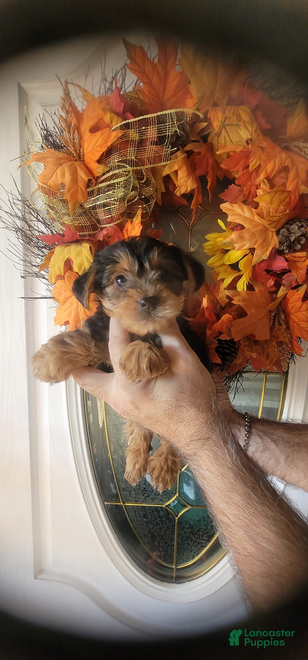 Yorkshire Terrier dogs for sale: Joey  - Ad 1