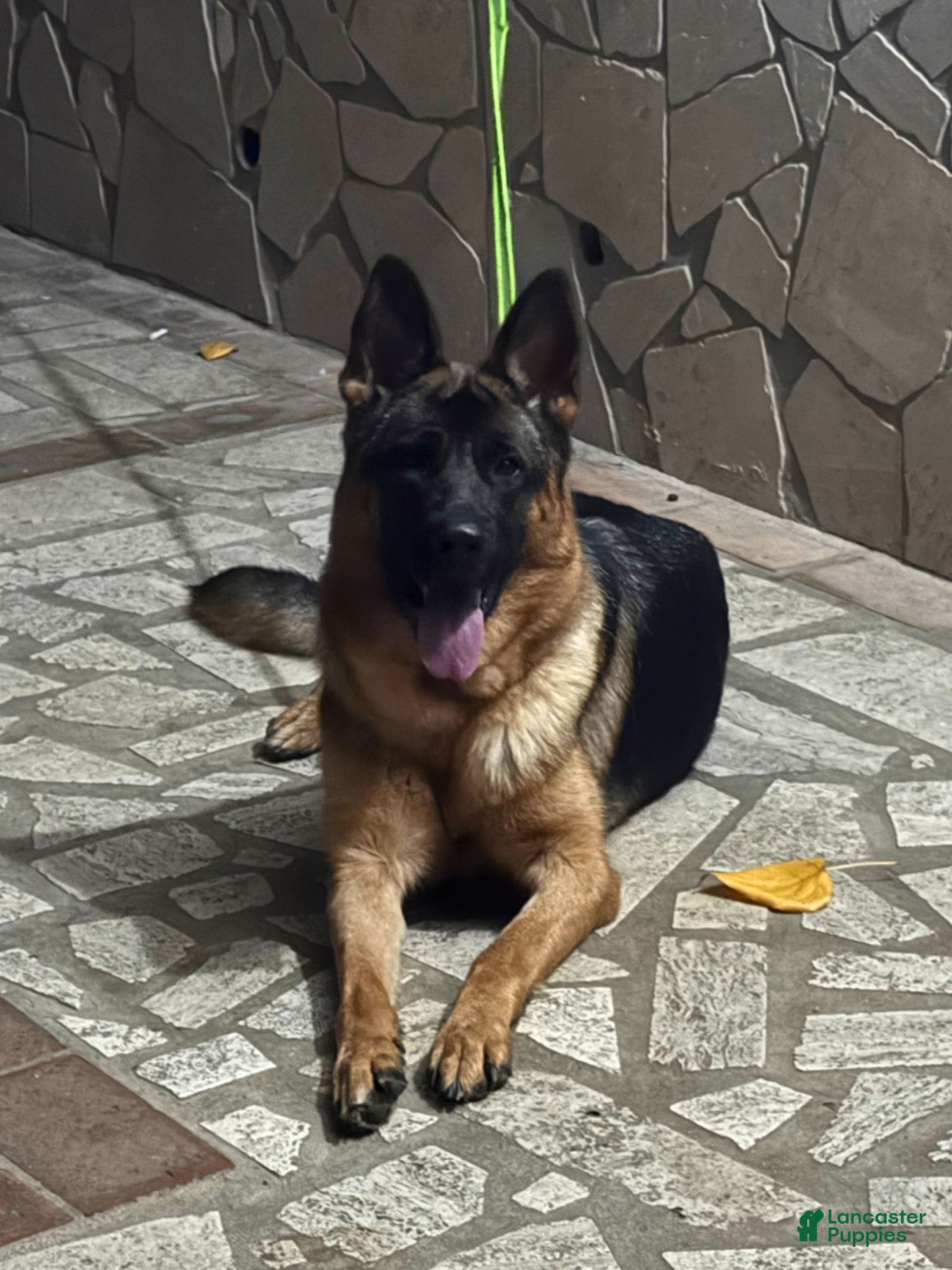 German Shepherd dogs for sale: Rose - Ad 2
