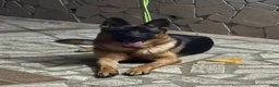 German Shepherd dogs for sale: Rose - Ad 2