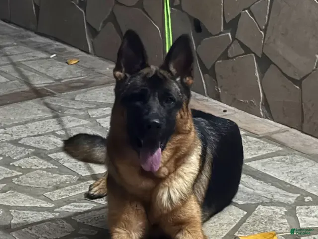 German Shepherd dogs for sale: Rose - Ad 2