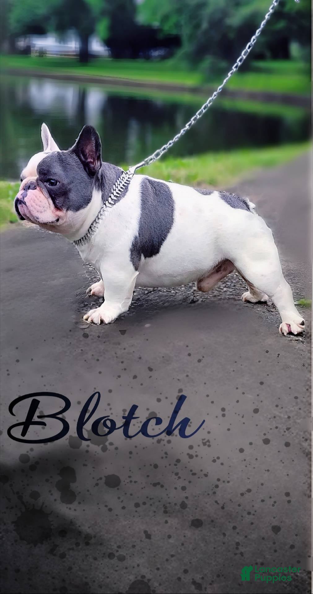 French Bulldog dogs Blotch (Stud) - Ad 4