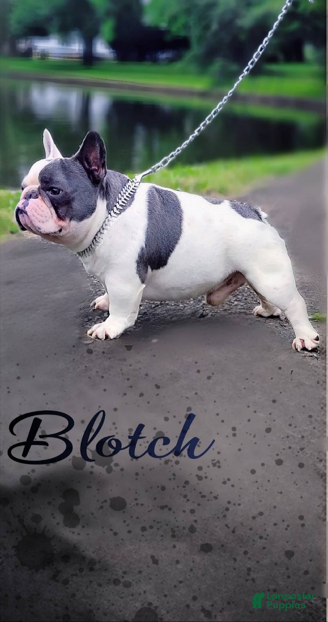 French Bulldog dogs for stud: Blotch (Stud) - Ad 1
