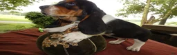 Basset Hound dogs for sale: Basset Hound 3 Kingston - Ad 4