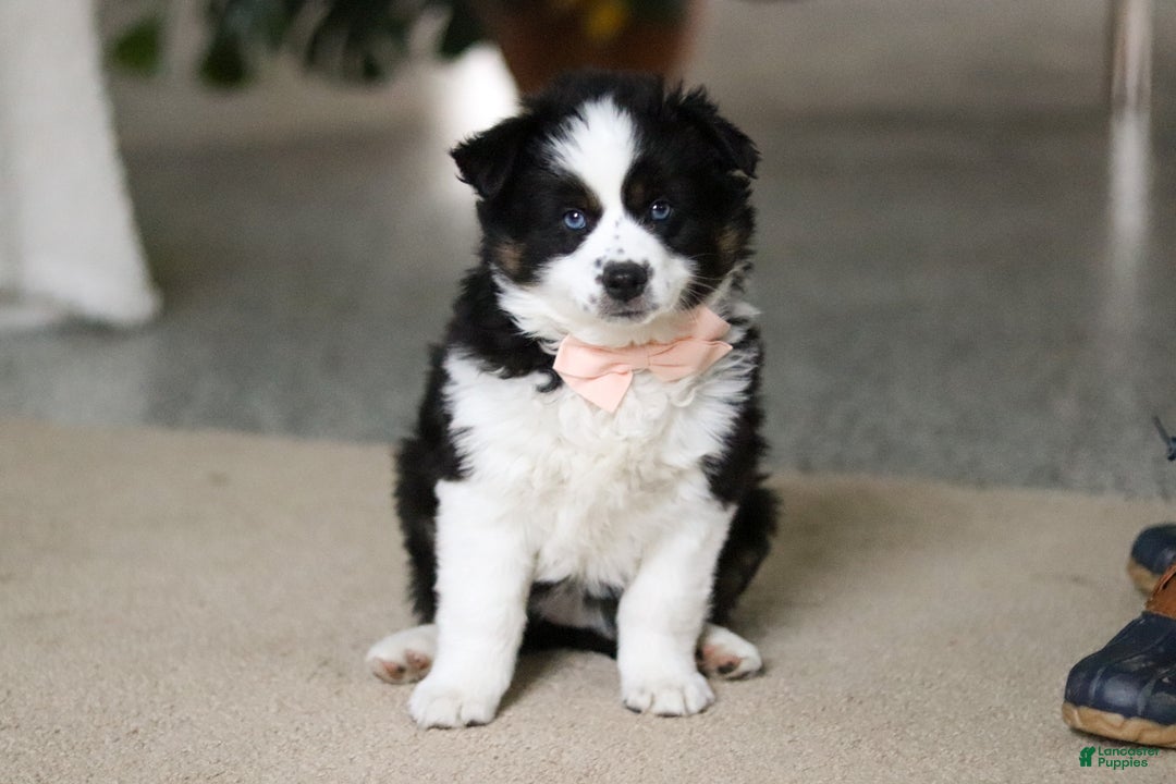 Miniature Australian Shepherd dogs for sale: Trixie - Ad 8
