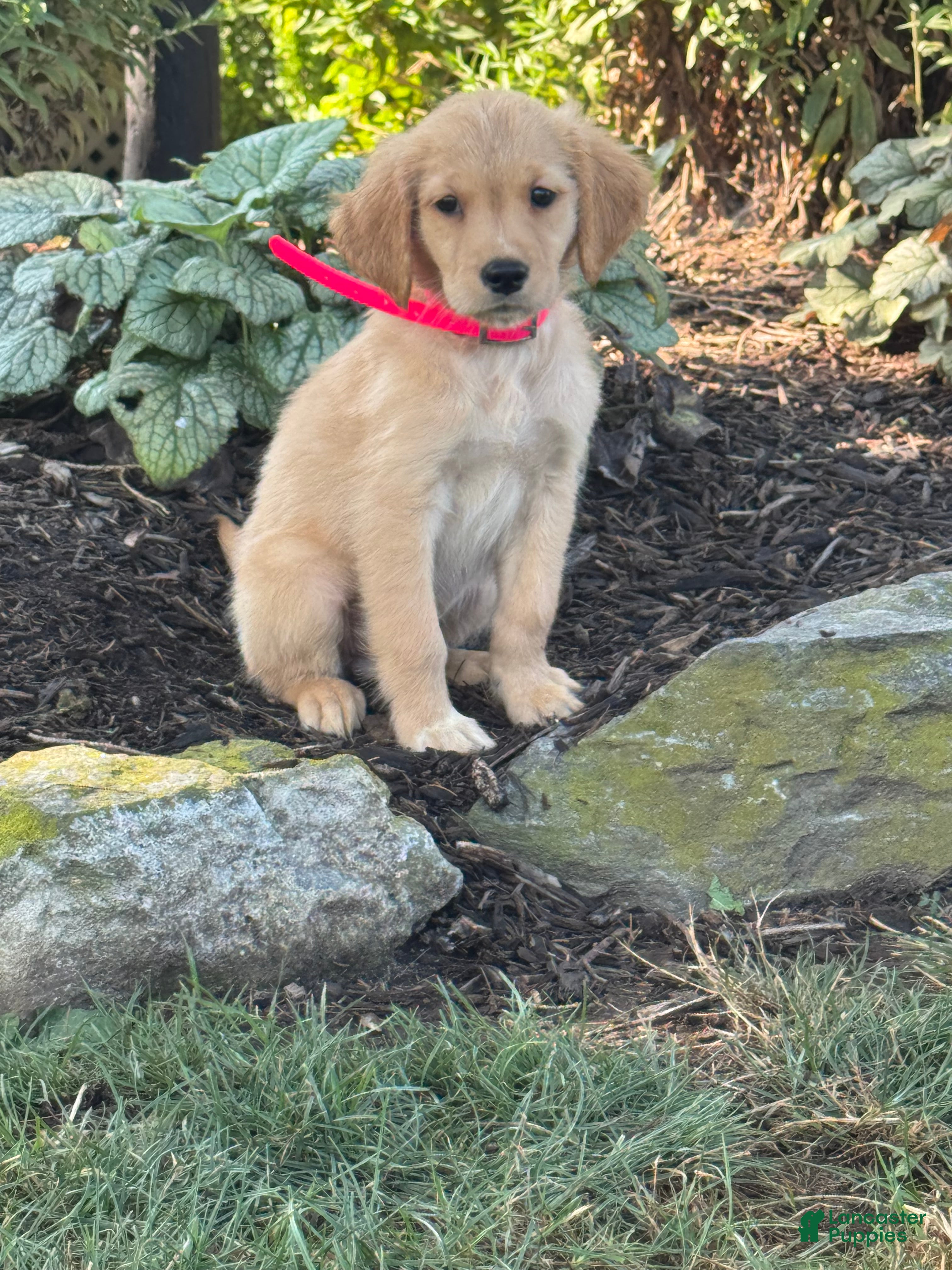 Golden Retriever dogs Katie - Ad 2