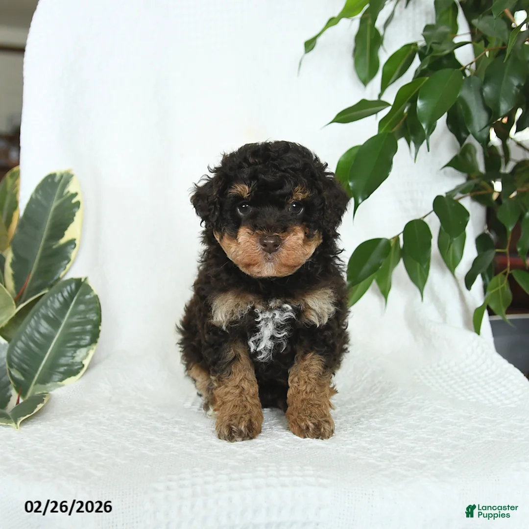 Miniature Poodle dogs for sale: Stella - Ad 5
