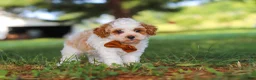 Miniature Poodle dogs for sale: Milo - Ad 5