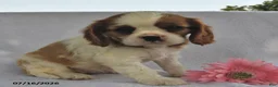 Cavalier King Charles Spaniel dogs for sale: Tina  - Ad 4