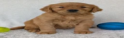 Golden Retriever dogs for sale: Domino  - Ad 13