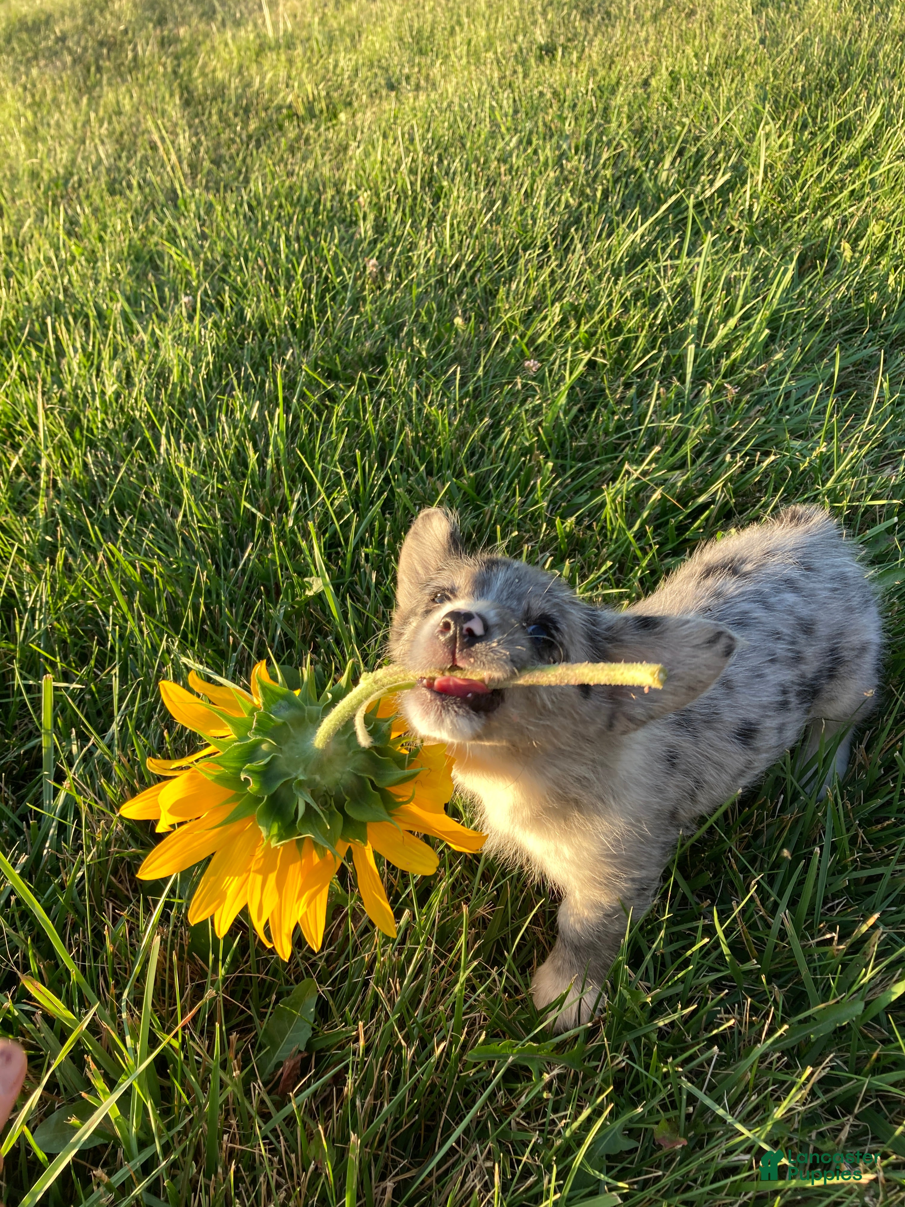 Corgipoo dogs Lexi  - Ad 1