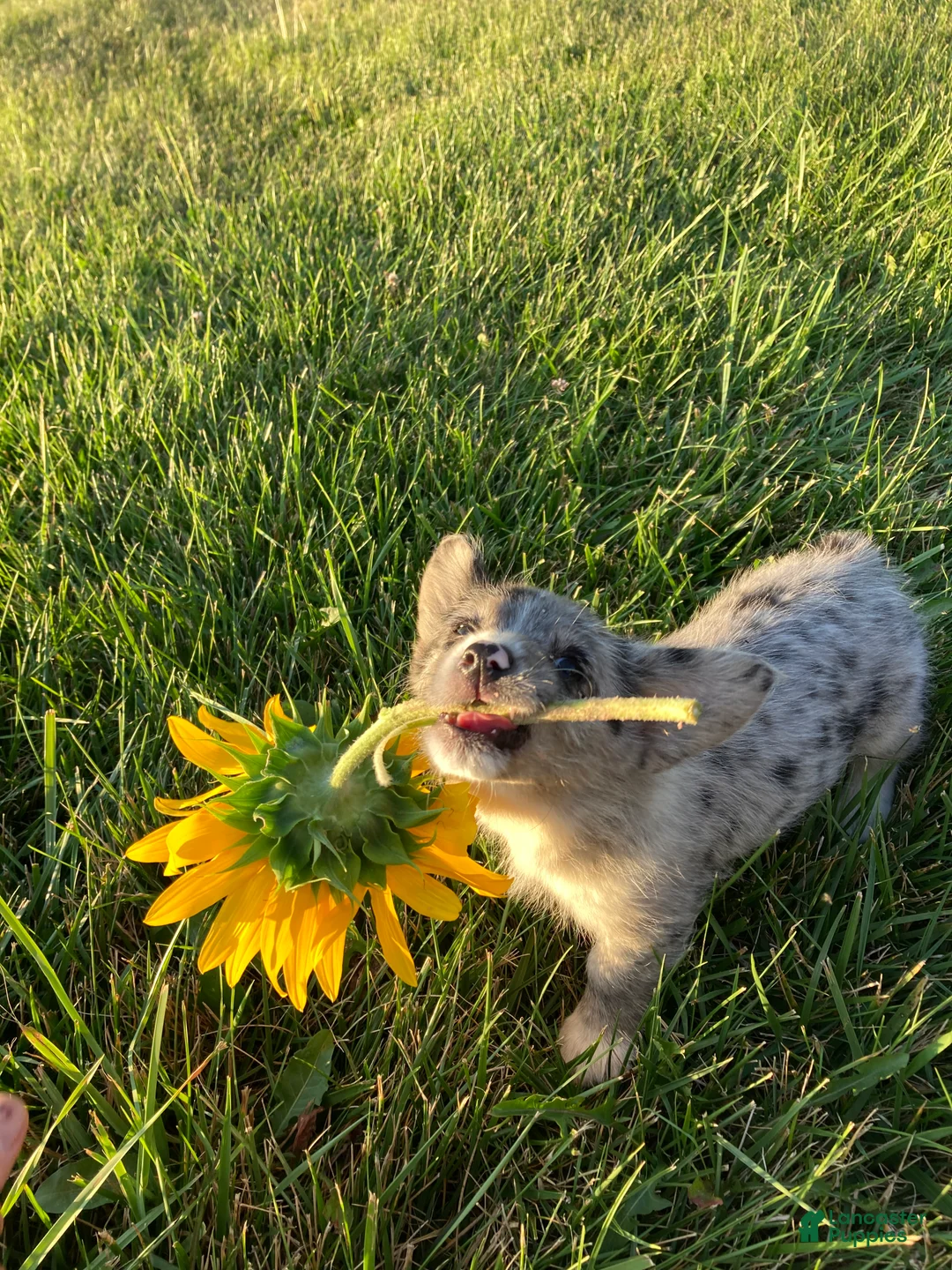 Corgipoo dogs for sale: Lexi  - Ad 1