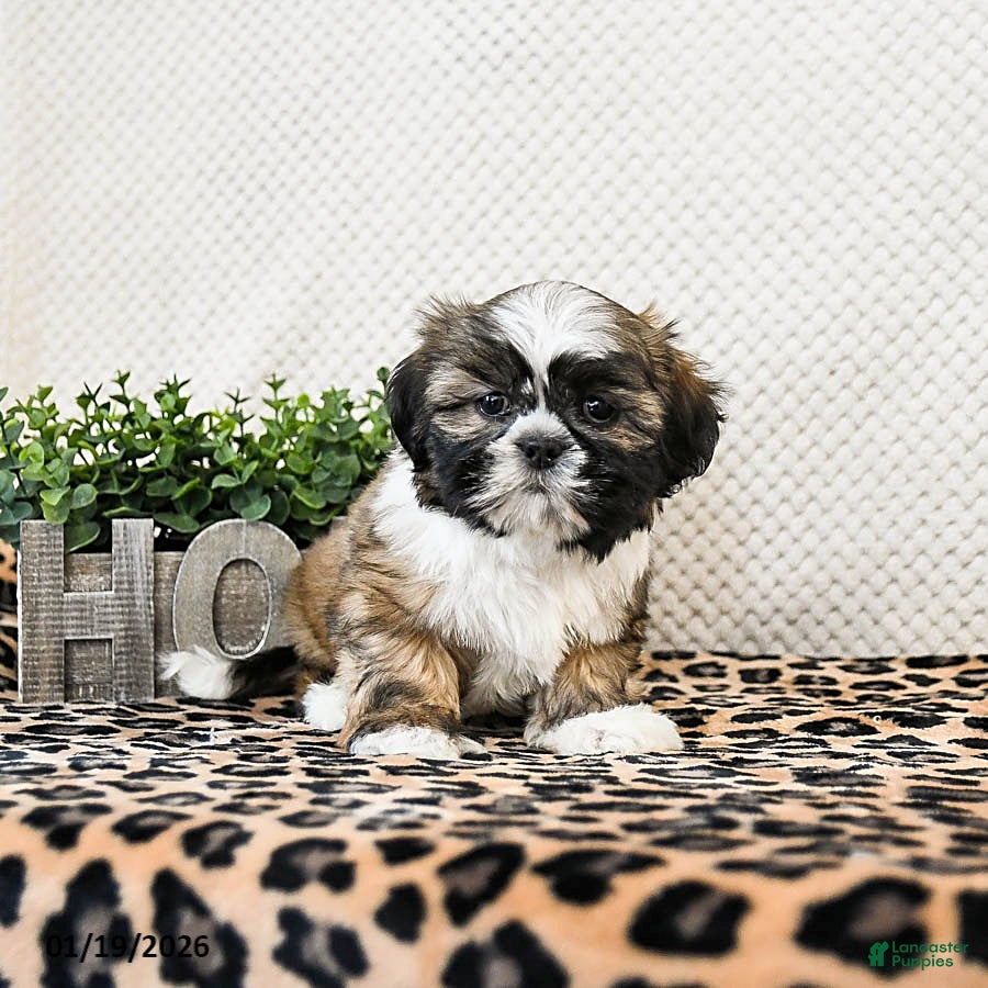 Shih Tzu dogs Pebbles - Ad 31