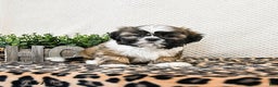 Shih Tzu dogs for sale: Pebbles - Ad 1
