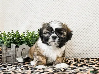 Shih Tzu dogs Pebbles - Ad 31