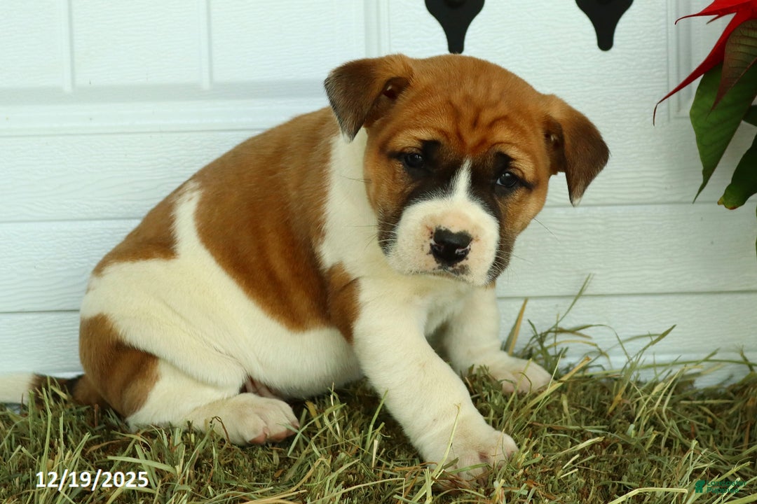 Mixed Breed dogs for sale: Stacey - Ad 3